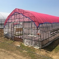 ネオシェード涼紅 平米加工品