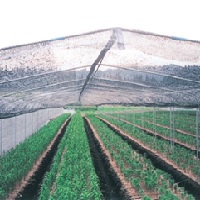 ダイオ涼か 平米加工品