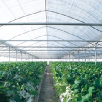 スリムホワイト 平米加工品