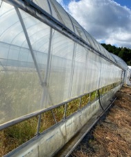 農ビ巻上げ専用 ラクール 厚さ0.075mm