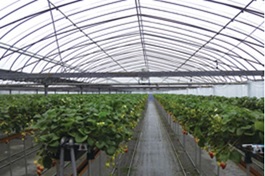 ノンキリー梨地 厚さ0.05mm