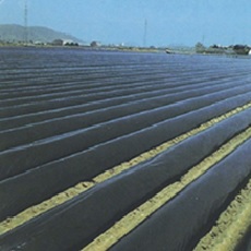 オリジナル国産黒マルチ(2つ折り)厚さ0.02mm X 長さ200m