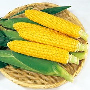 ハニーバンタム20