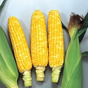 ハニーバンタム ピーター235