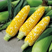 ゆめのコーンビック85