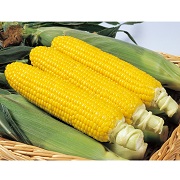 ゴールドラッシュ