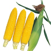 ゴールドラッシュ88