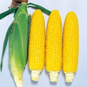 ゴールドラッシュ86