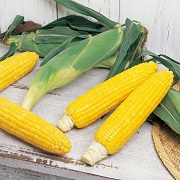 ゴールドラッシュ90