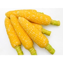 どきどきコーン