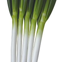 龍輝(りゅうき)