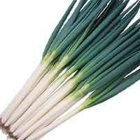 冬一心(ふゆいっしん)