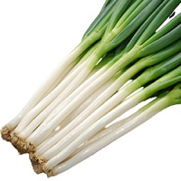 輝光(てるひかり)