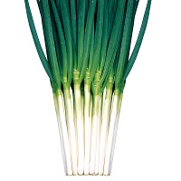 晩抽夏山一本太葱