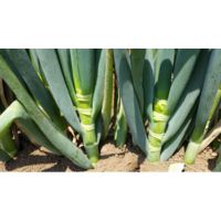 深緑のいざない