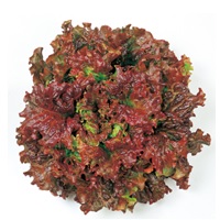 レッドウェーブ