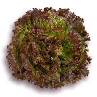 ディープパープル レタス