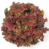 レッドウェーブ