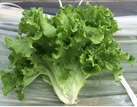 グリーンステージ(YLG790)レタス