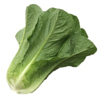 ミスターシーザー2号(YLC012)