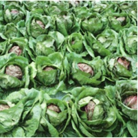 レッドストーン