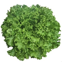 晩抽グリーンステージ(YLG241)