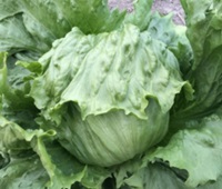 ホーガン レタス