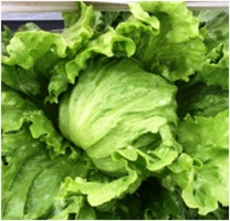 レスナー(YLL233) レタス