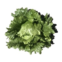 アクセプト(L20Z202)