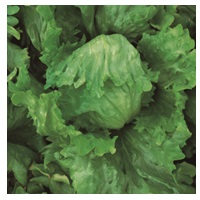 アイススペランザ