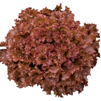 晩抽タフレッド