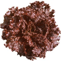 ブラックローズ