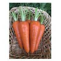 紅さやか(YCC125)