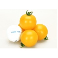 イエローオーレ