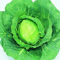 アーリーボール