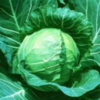 YRデライトボール