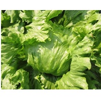 ブロディ(YLL673)