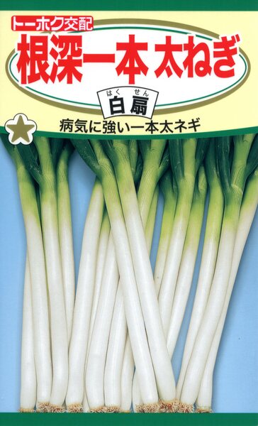 F1 根深一本太ねぎ 白扇