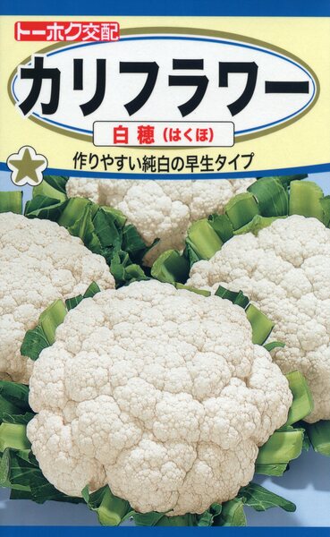 F1 カリフラワー 白穂