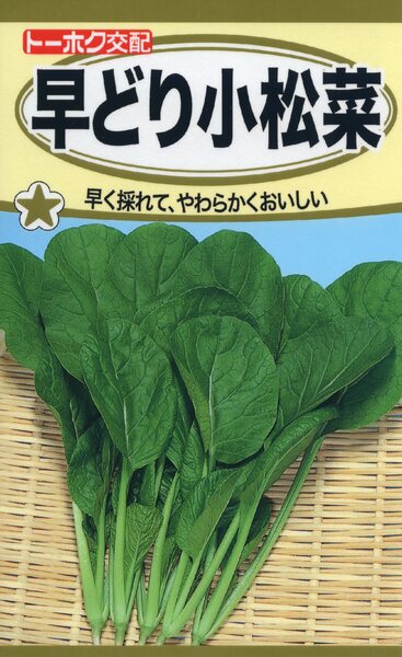 F1 早どり小松菜