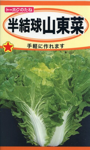 半結球山東菜