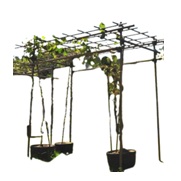 フルーツパーゴラ Lタイプ