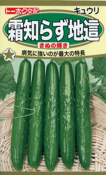 F1 霜知らず地這 きぬの輝き