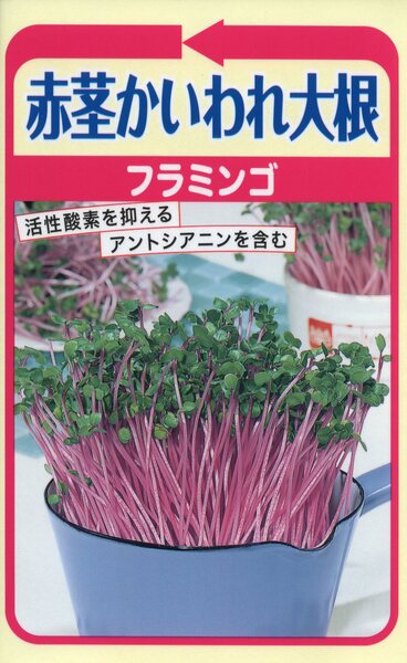 赤茎かいわれ大根 フラミンゴ