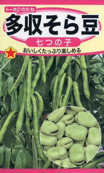 多収そら豆 七つの子