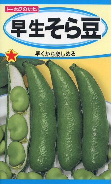 早生そら豆