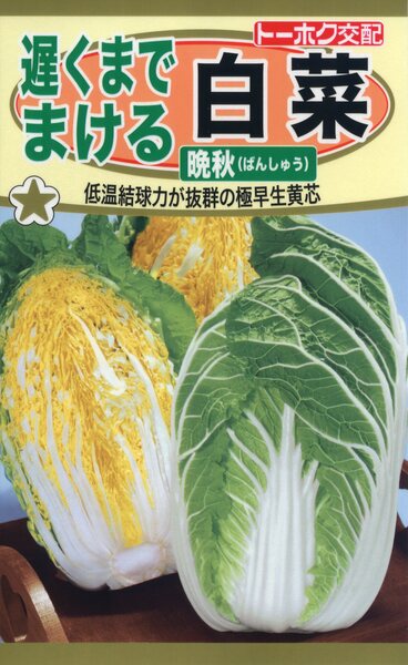 F1 遅くまでまける白菜 晩秋