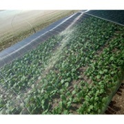 サンサンネット小影、夏