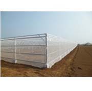 強力サンシャイン