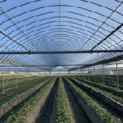 ネオシェード 清冷